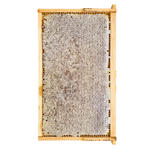 BeesFriend full frame of capped raw honeycomb lifted straight from a rescued Melbourne hive