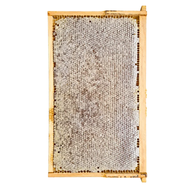 BeesFriend full frame of capped raw honeycomb lifted straight from a rescued Melbourne hive