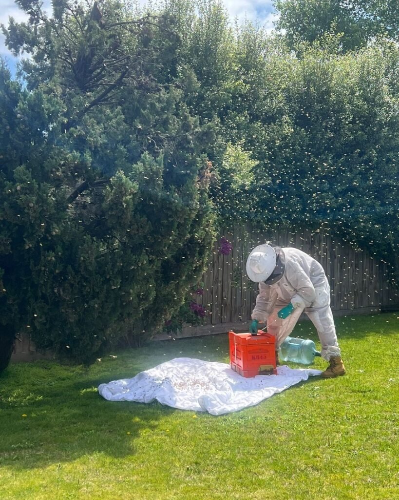 Collecting a rescued swarm into a hive box