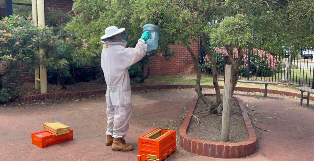 Beekeeper relocating a bee swarm in a Berwick garden, South East Melbourne.
