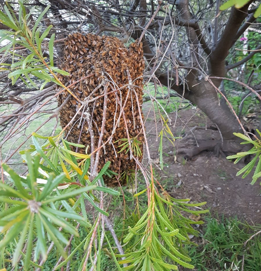 A honeybee swarm clustered on a tree branch