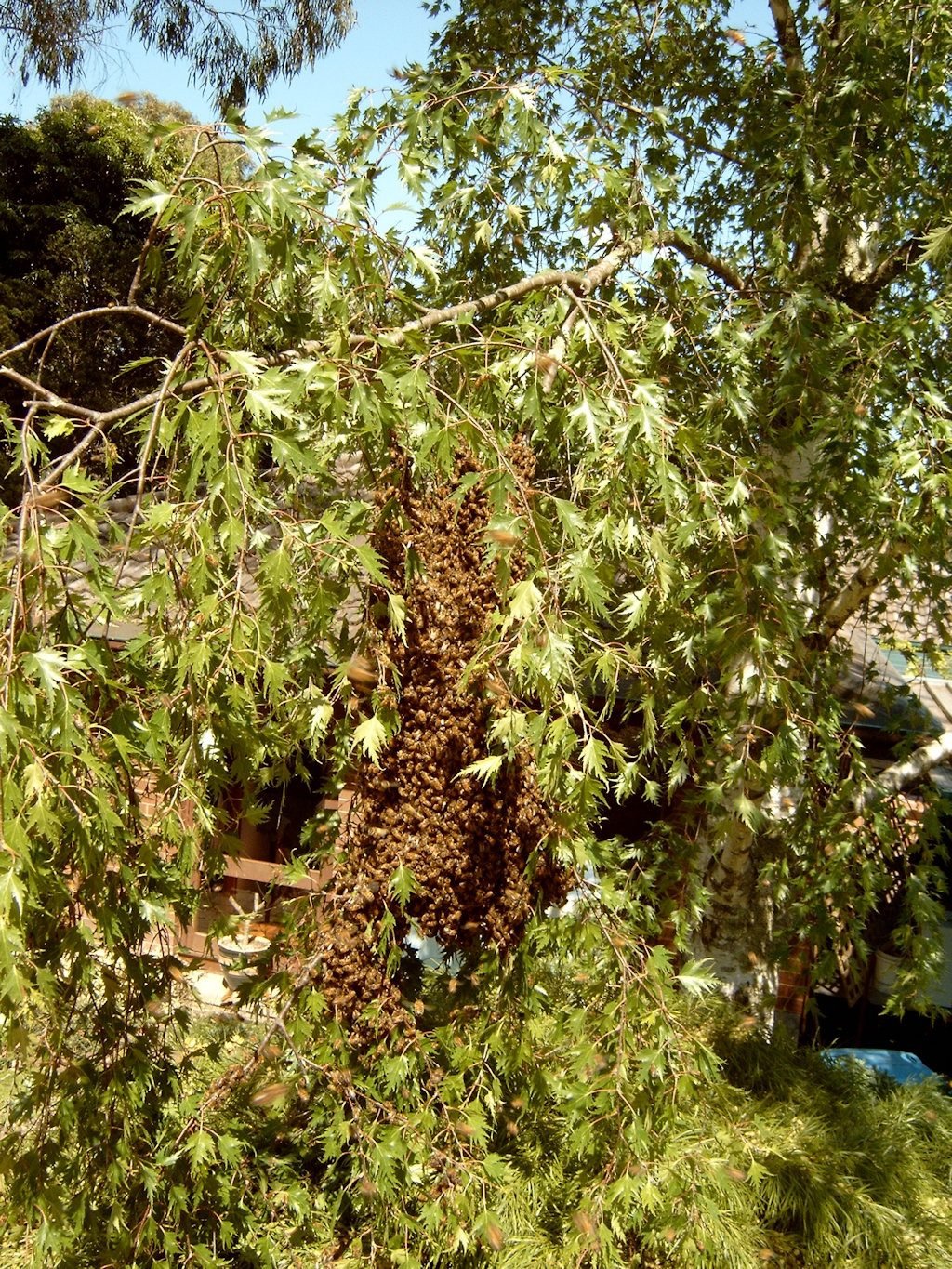 A honeybee swarm clustered in a hanging clump around the queen