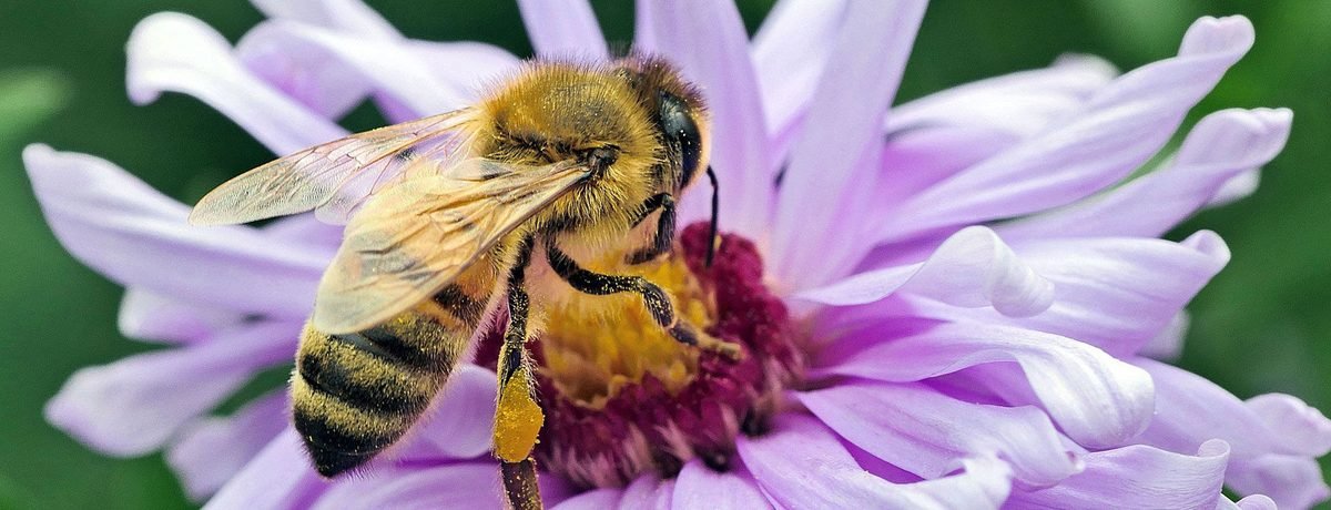 A honeybee on a purple flower with a bright orange pollen pellet packed on her hind leg