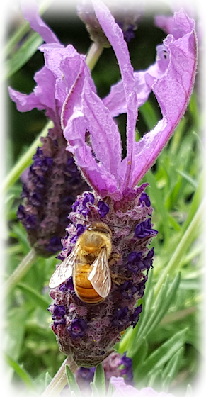 A bee foraging on lavender