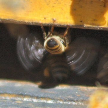 A honeybee fanning its wings to dry nectar into honey