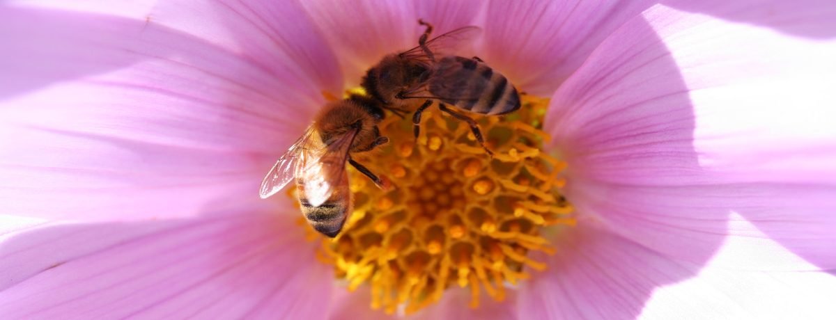 Bees foraging on an open single-flowered dahlia
