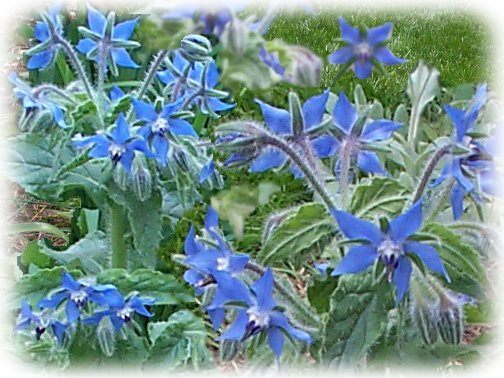 Borage flowers, a favourite of bees