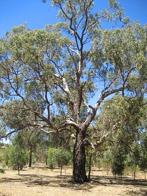 Grey Box eucalyptus (Eucalyptus microcarpa)
