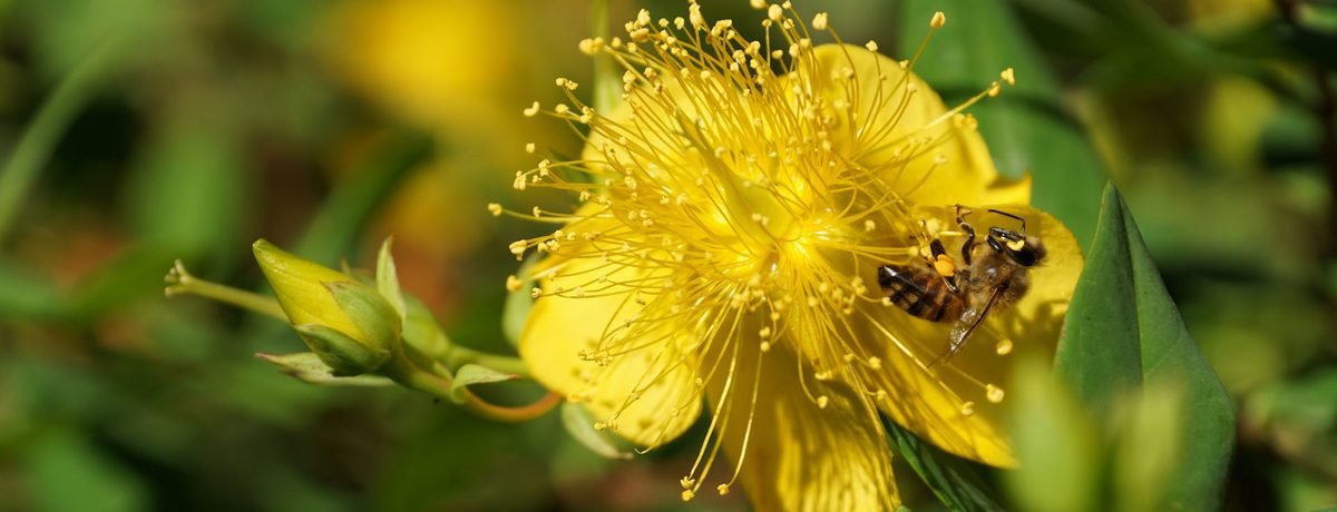 Hypericum (St John's Wort) flower with prominent stamens