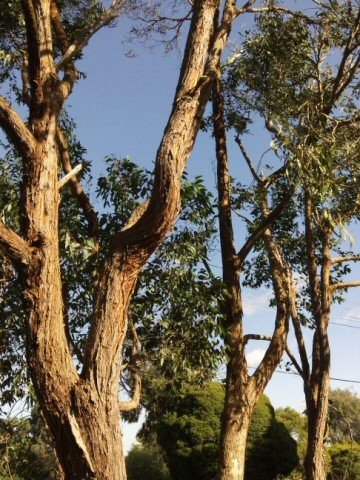 Messmate Stringybark trees (Eucalyptus obliqua)