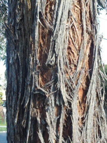 Messmate Stringybark fibrous trunk and bark