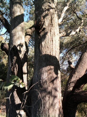 Narrow-leaved Peppermint (Eucalyptus radiata)