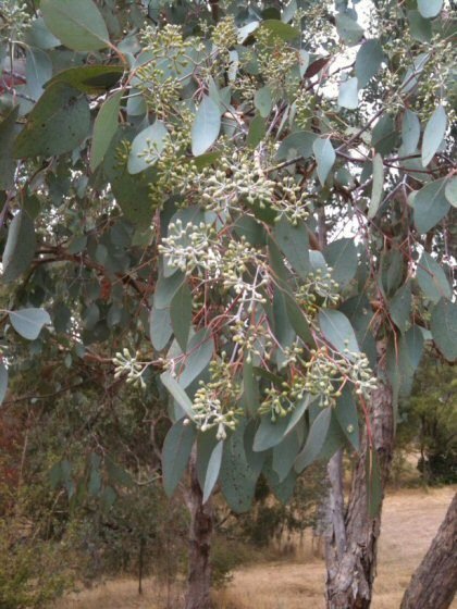 Red Box eucalyptus flower buds (Eucalyptus polyanthemos)