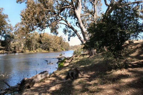 River Red Gum (Eucalyptus camaldulensis)