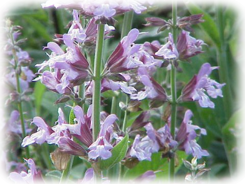 Sage (Salvia officinalis) in flower