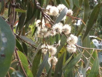 Silver Stringybark (Eucalyptus cephalocarpa)