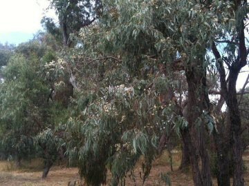 Silver Stringybark bark and foliage detail