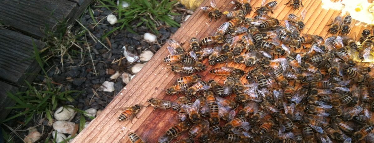 Bees on honeycomb with the queen bee among them