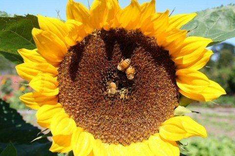 A bee foraging on a sunflower