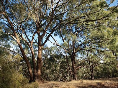 Yellow Box eucalyptus (Eucalyptus melliodora)