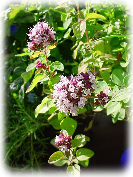 Flowering oregano covered in bees