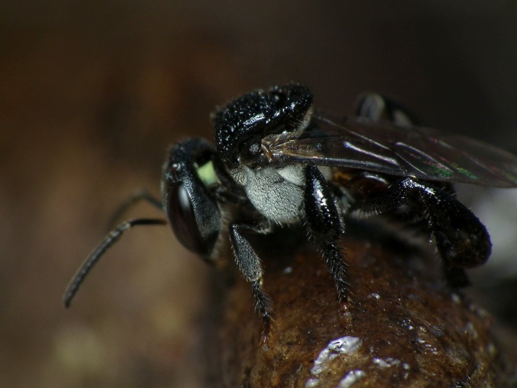 Australian stingless sugarbag bee, Tetragonula carbonaria