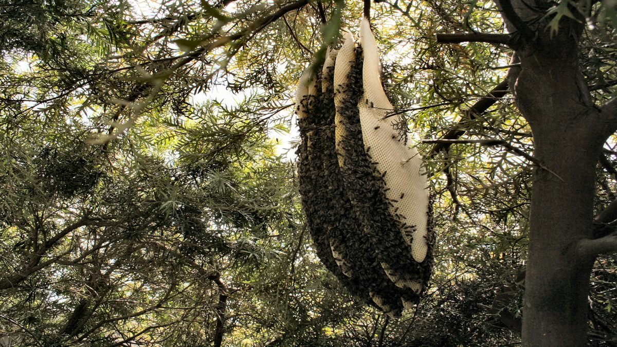 A wild honeybee colony building honeycomb hanging from a tree branch