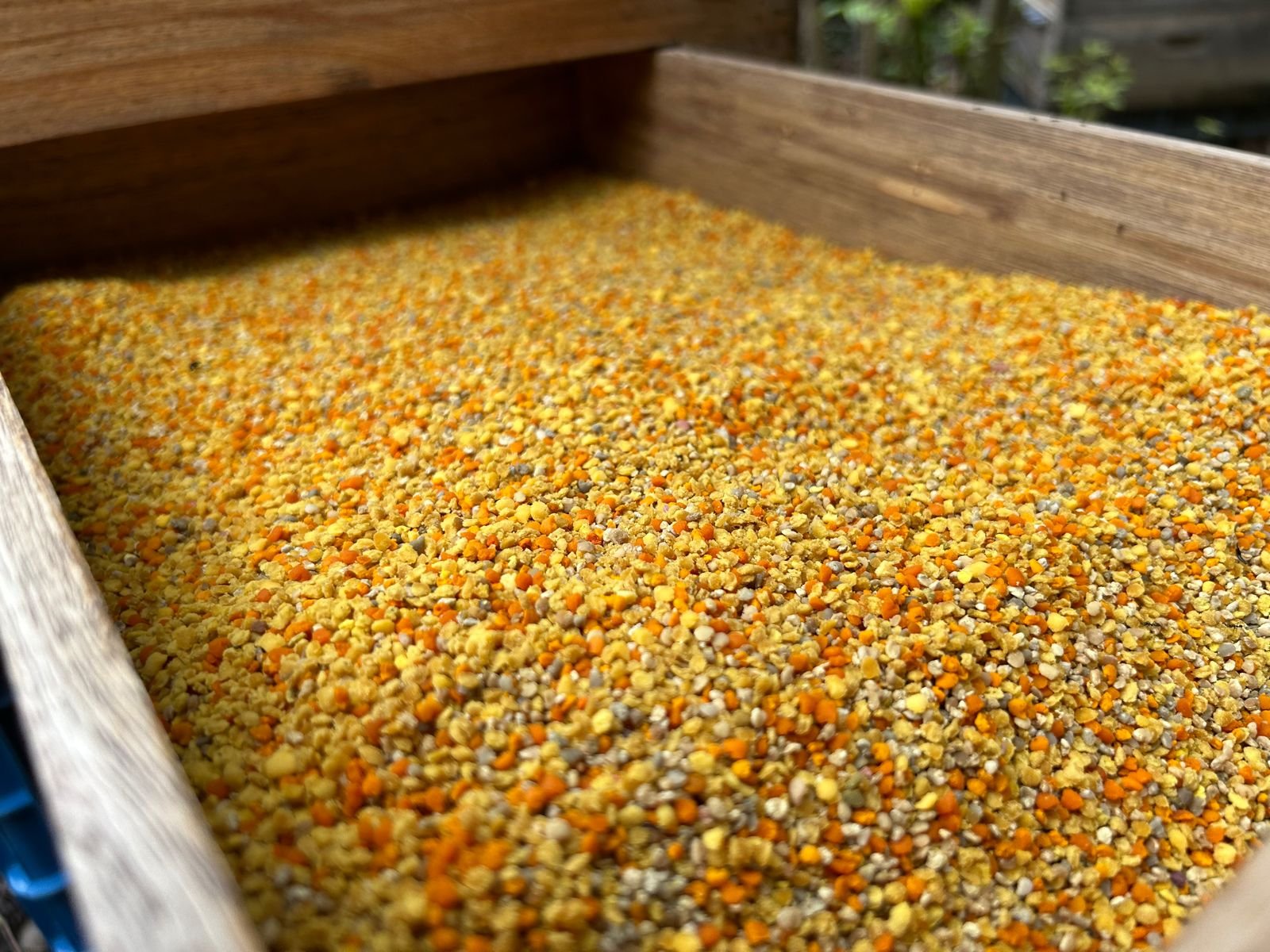 A tray of fresh multicoloured bee pollen pellets in yellows, oranges and greys