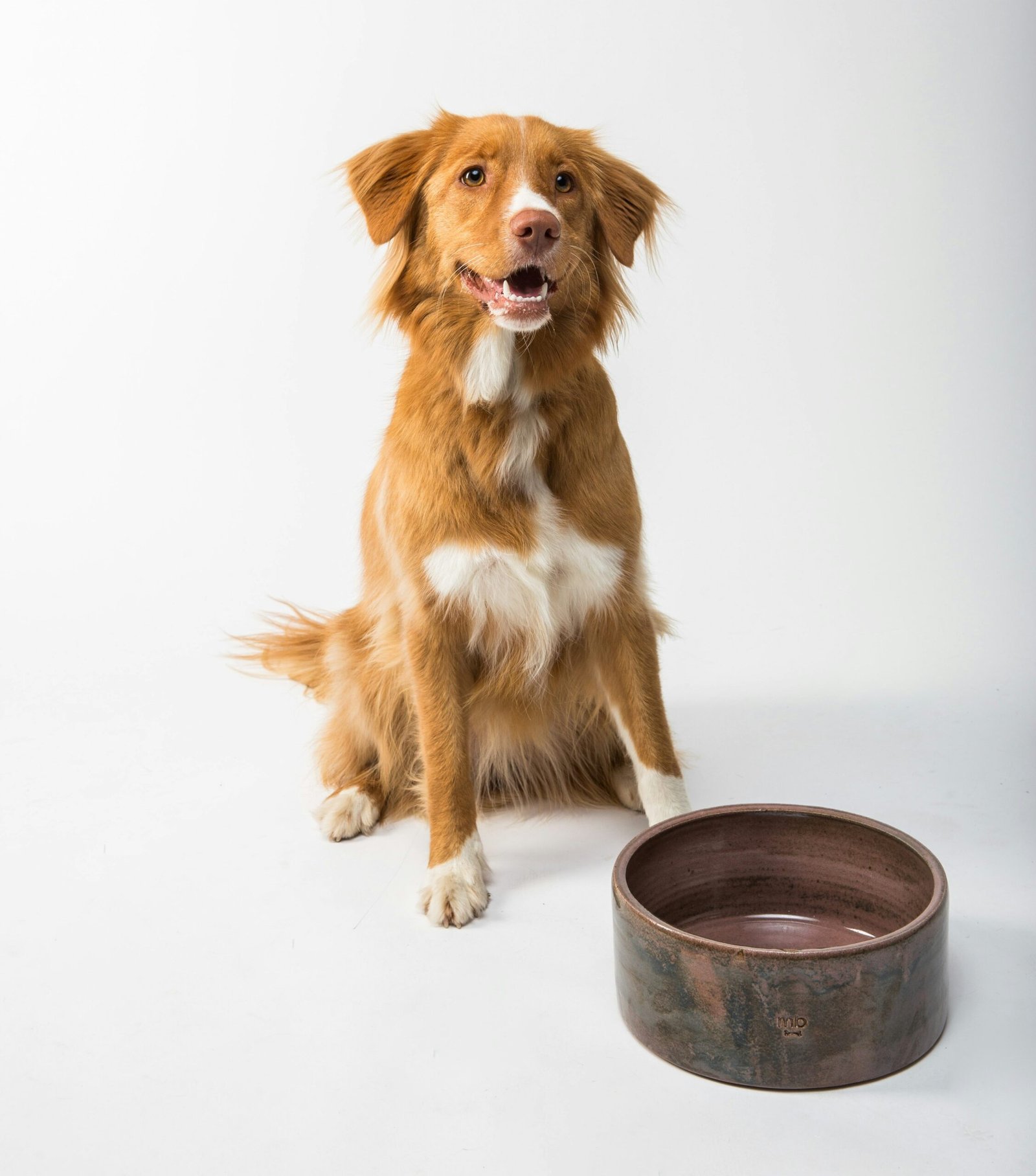 A happy dog sitting beside its bowl, waiting for a treat
