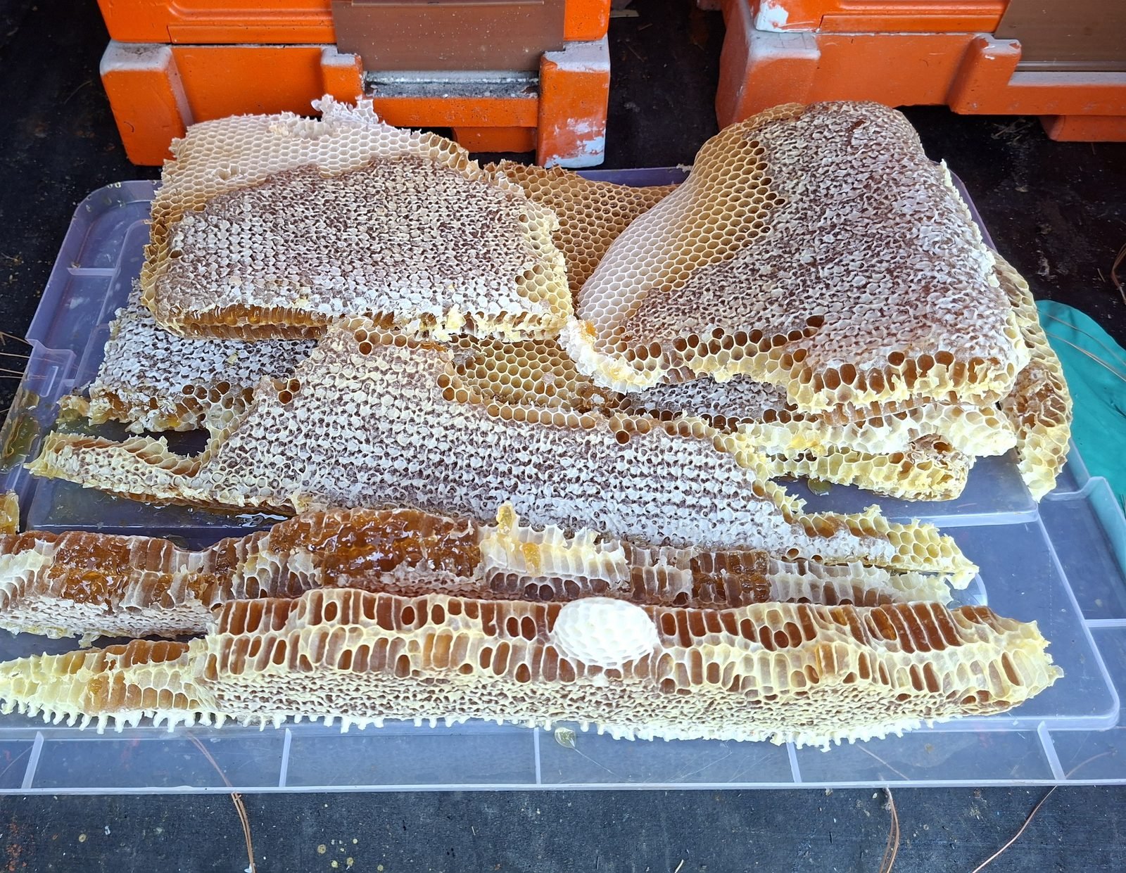 Freshly cut, capped honeycomb full of raw honey, beside our insulated hives