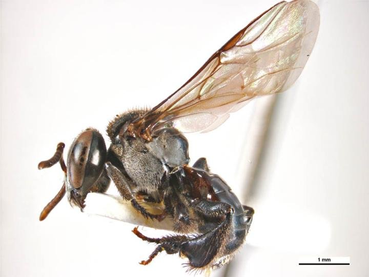 Female Tetragonula carbonaria stingless bee