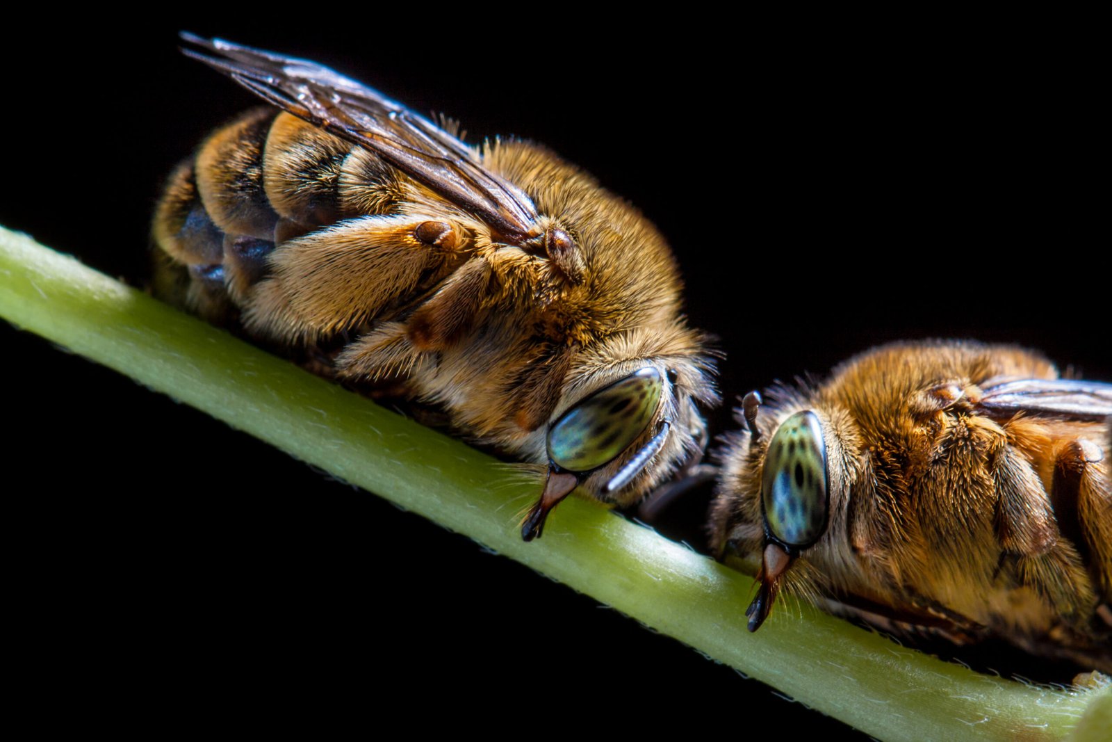Teddy bear bee, Amegilla bombiformis, resting on a stem