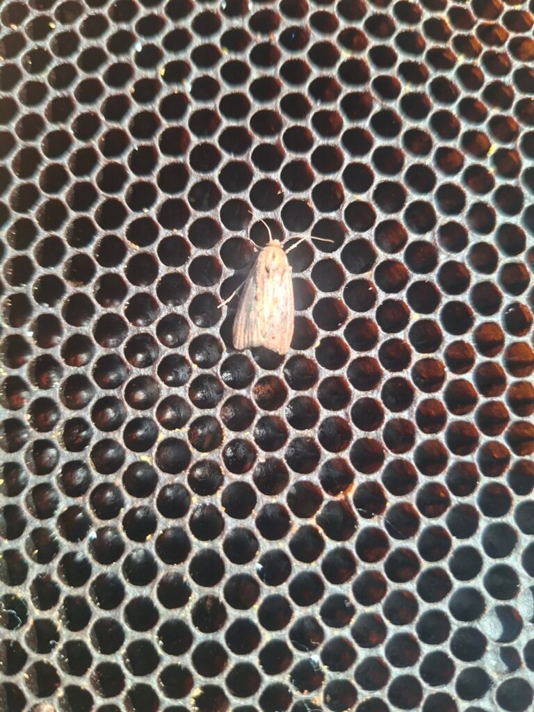 Adult grey wax moth resting on dark brood comb inside a beehive
