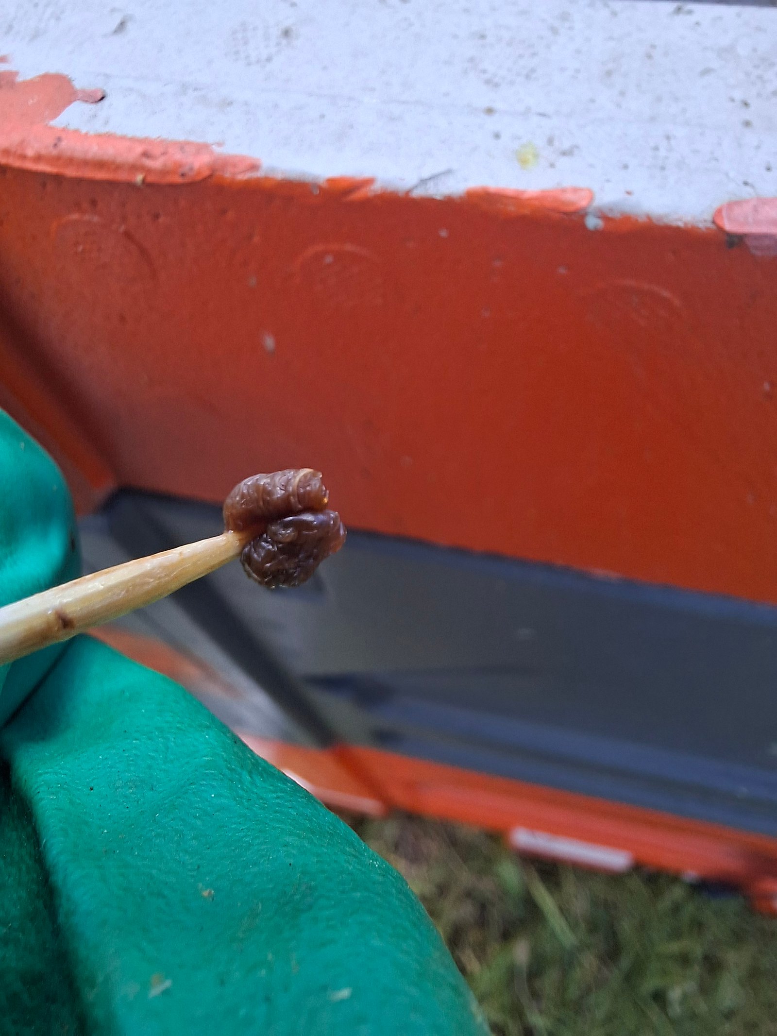 Brown, glue-like American foulbrood larval remains drawn out on a matchstick