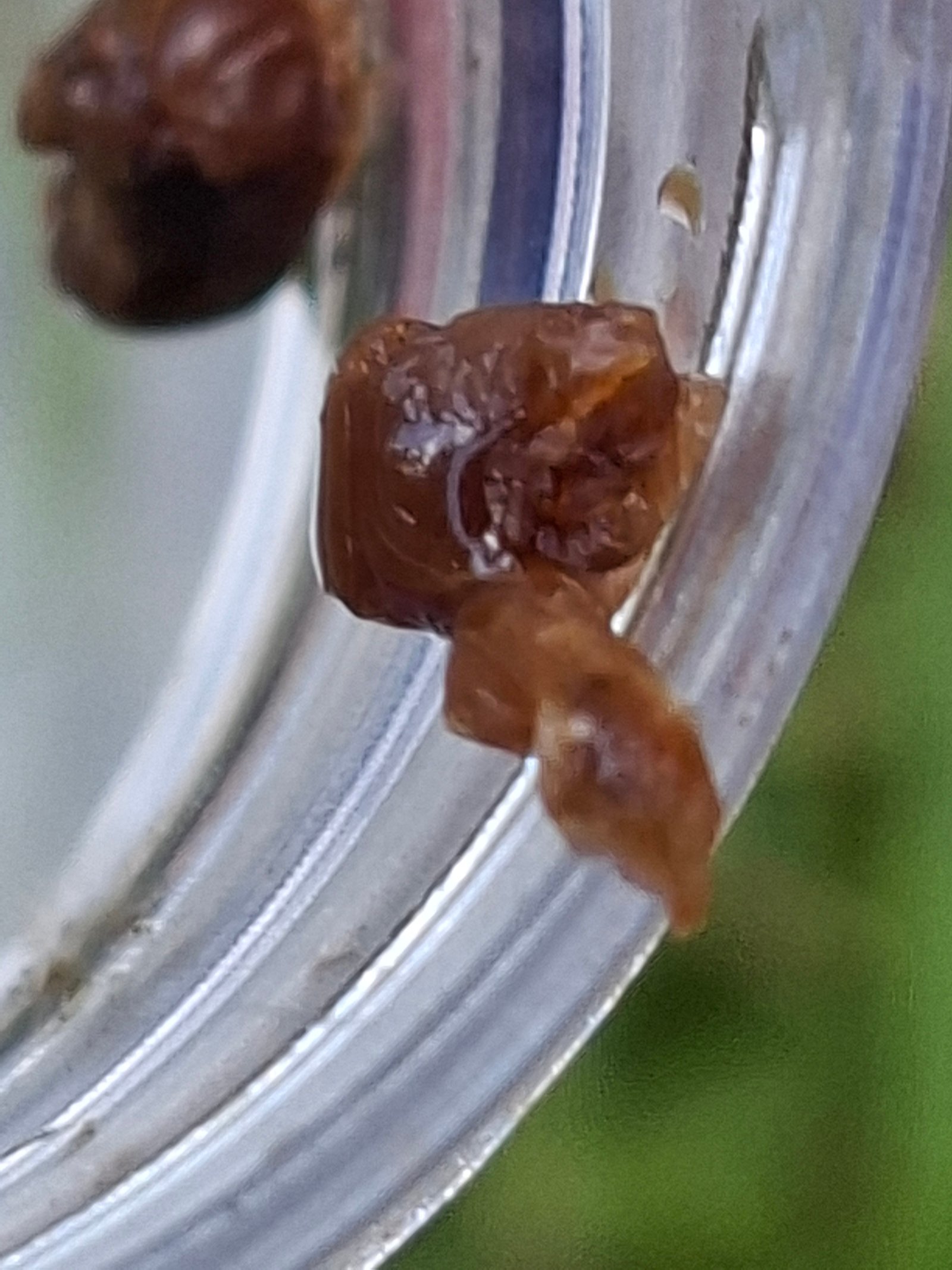 Coffee-brown, glue-like American foulbrood larval remains on a matchstick