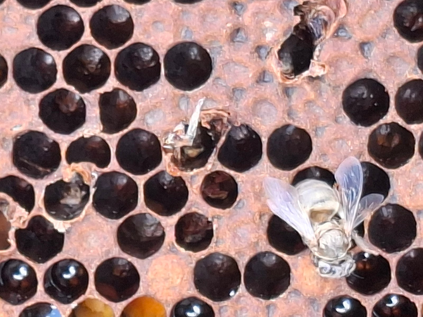 Dried, glue-like American foulbrood scale stuck to a cell wall