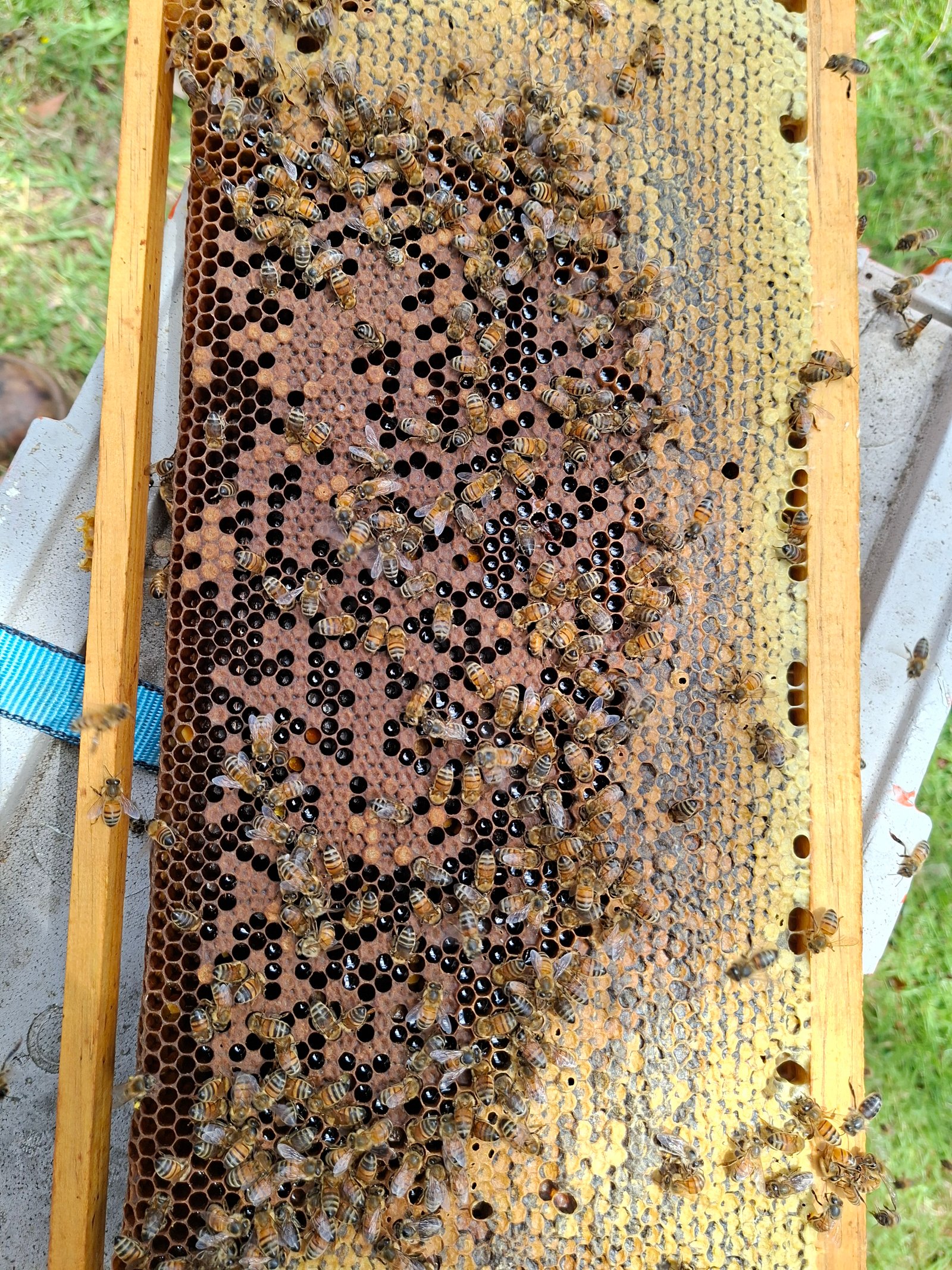 Sunken, greasy and perforated brood cappings typical of American foulbrood
