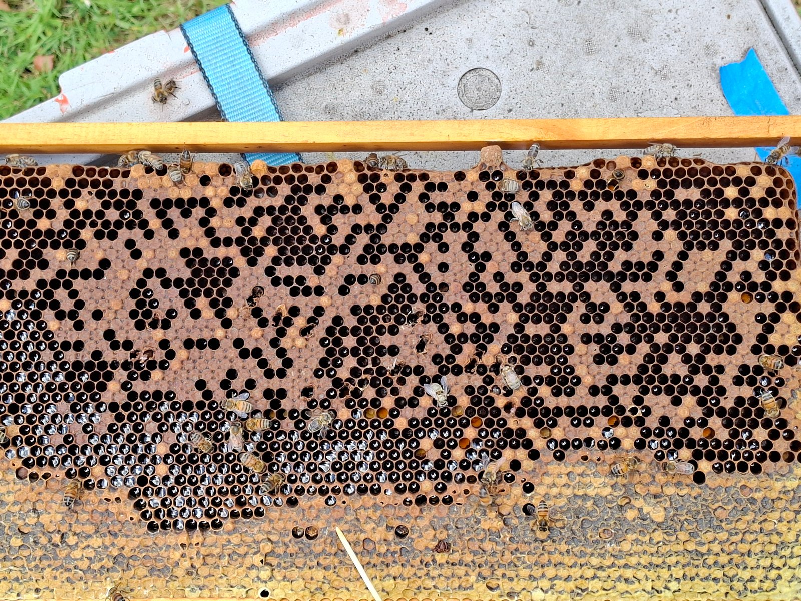 Close-up of perforated American foulbrood cappings with a dead honey bee pupa
