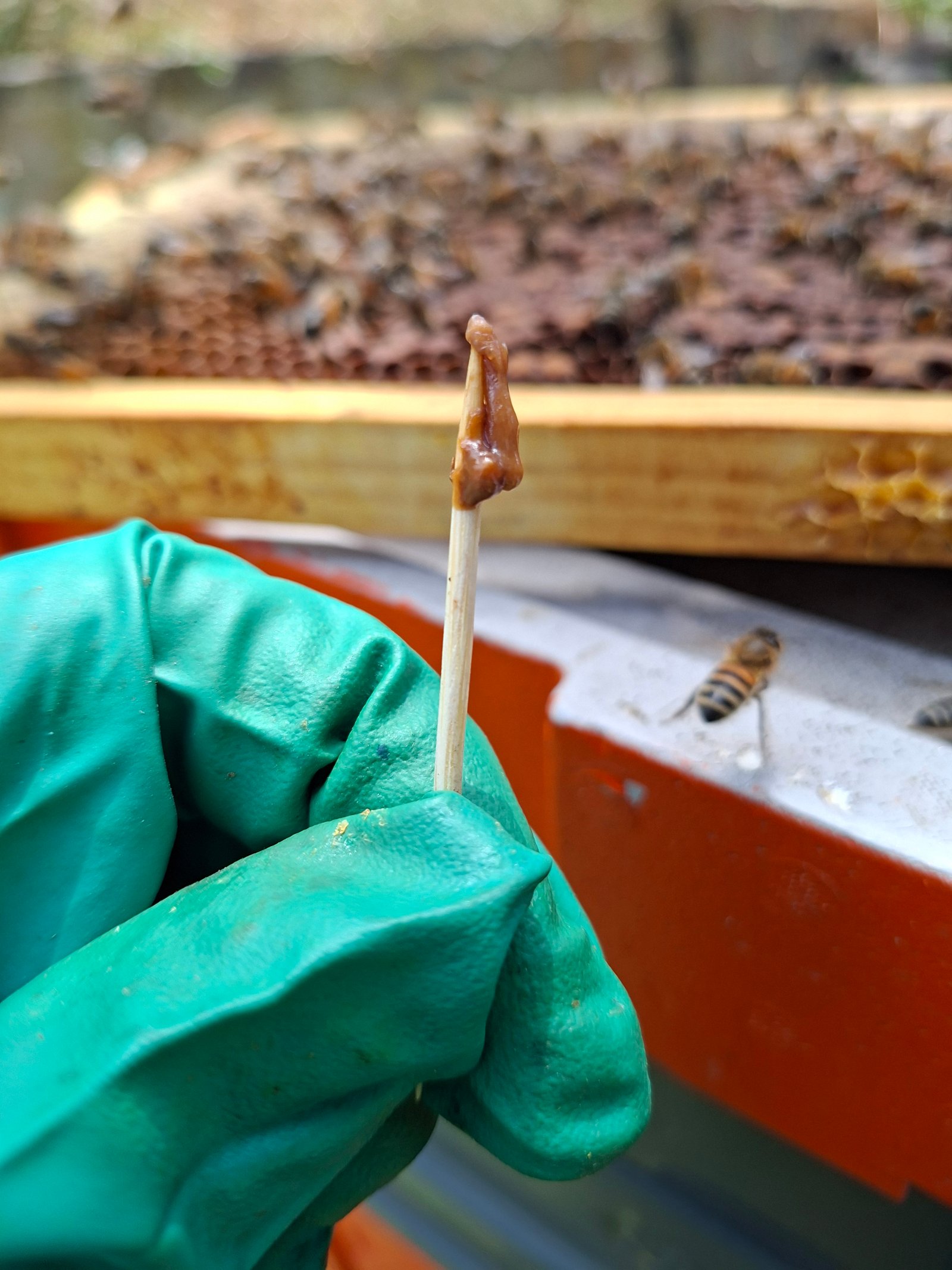 Patchy, scattered brood pattern on a beehive frame infected with American foulbrood
