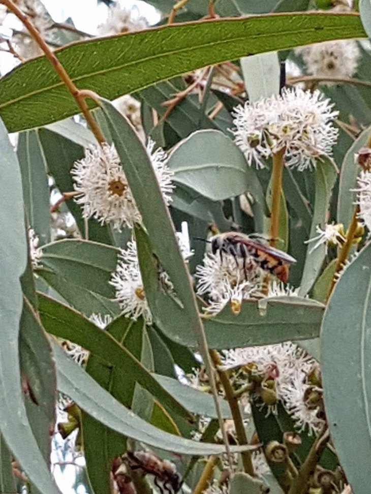 A large black native bee with an orange-banded abdomen feeding on white Silver Leaf Stringybark blossom