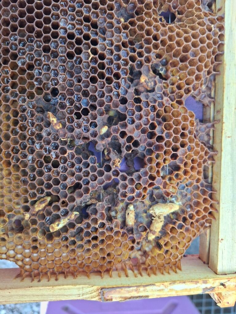 Wax moth cocoon spun into a pollen-filled bee bread frame