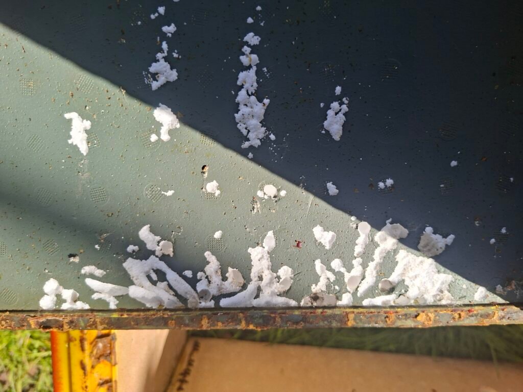 Wax moth damage on coated polystyrene, with clean white poly exposed where cocoons were removed