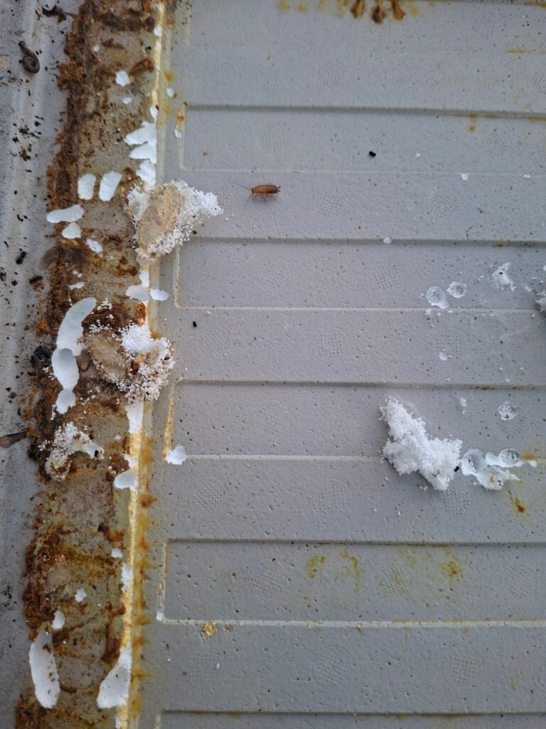 Wax moth tunnelling damage in the polystyrene lid of a beehive
