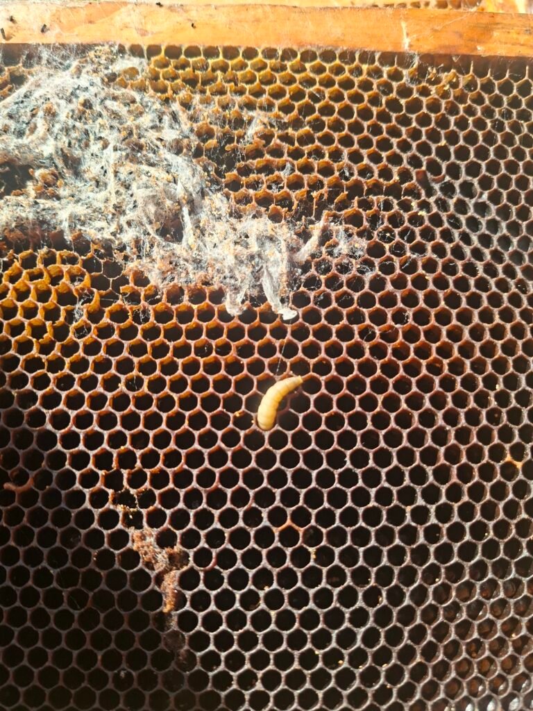 Pale wax moth larva and silk webbing on honeycomb