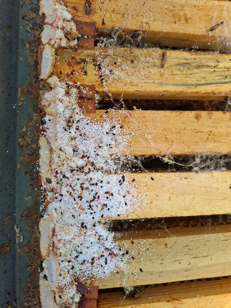 Wax moth webbing and gritty frass debris on beehive top bars